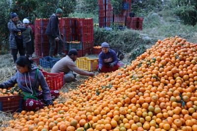  यस बर्ष म्याग्दीमा रु ३१ करोड ६० लाखको सुन्तला उत्पादन 